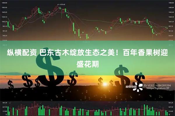 纵横配资 巴东古木绽放生态之美！百年香果树迎盛花期