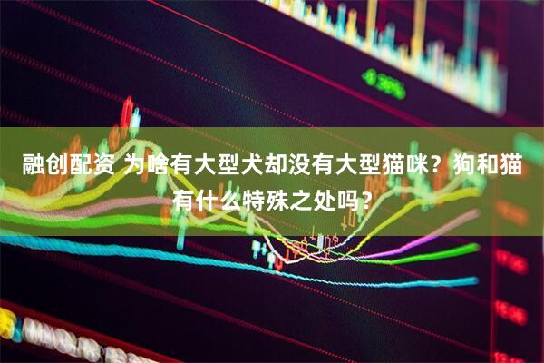 融创配资 为啥有大型犬却没有大型猫咪？狗和猫有什么特殊之处吗？